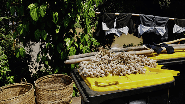 Garlic drying, Thailand - Photo by Joe Wheaton nature